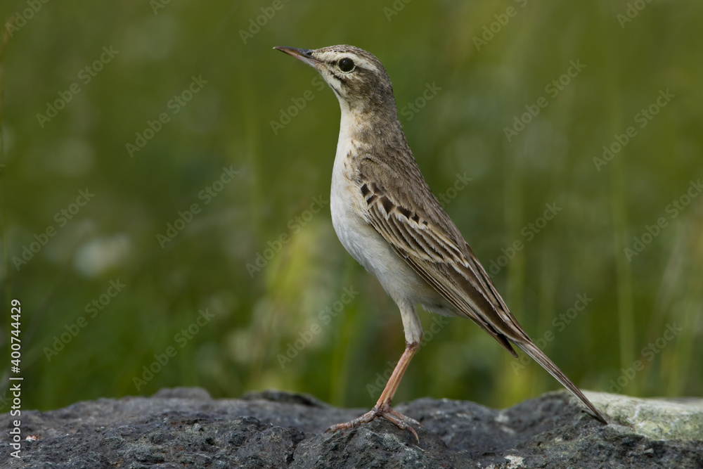 Tawny Pipit, Duinpieper, Anthus campestris Tawny Pipit, Duinpieper, Anthus campestris