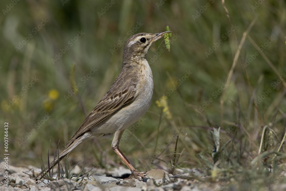 Fototapeta premium Tawny Pipit, Duinpieper, Anthus campestris