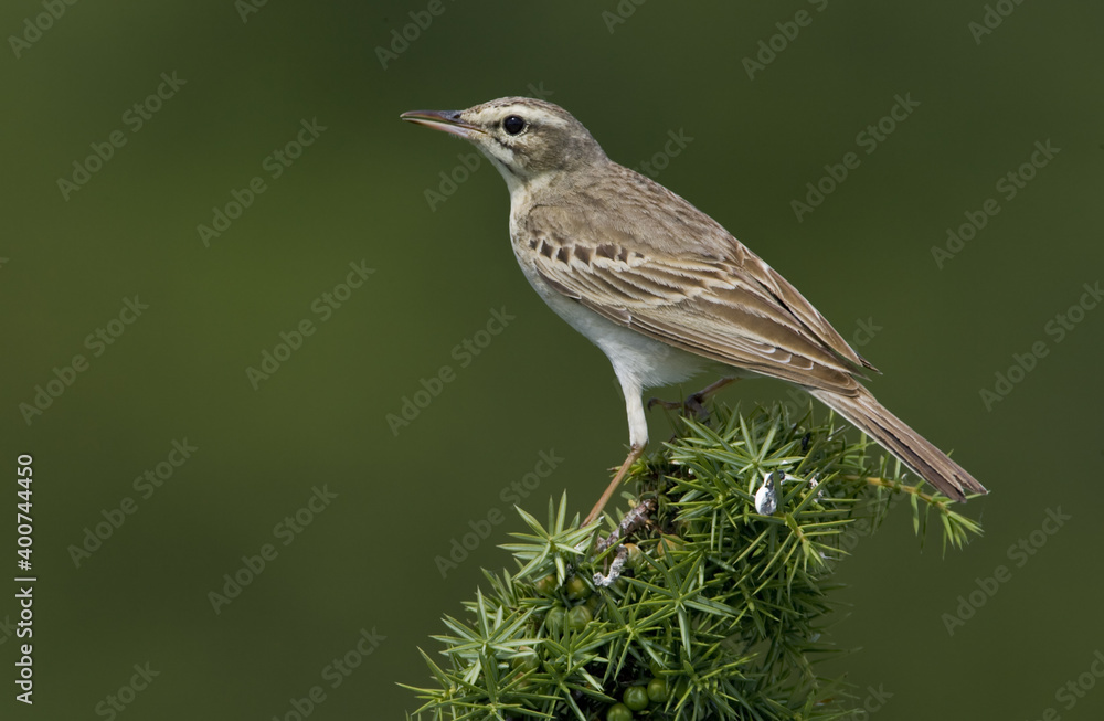 Tawny Pipit, Duinpieper, Anthus campestris Tawny Pipit, Duinpieper, Anthus campestris