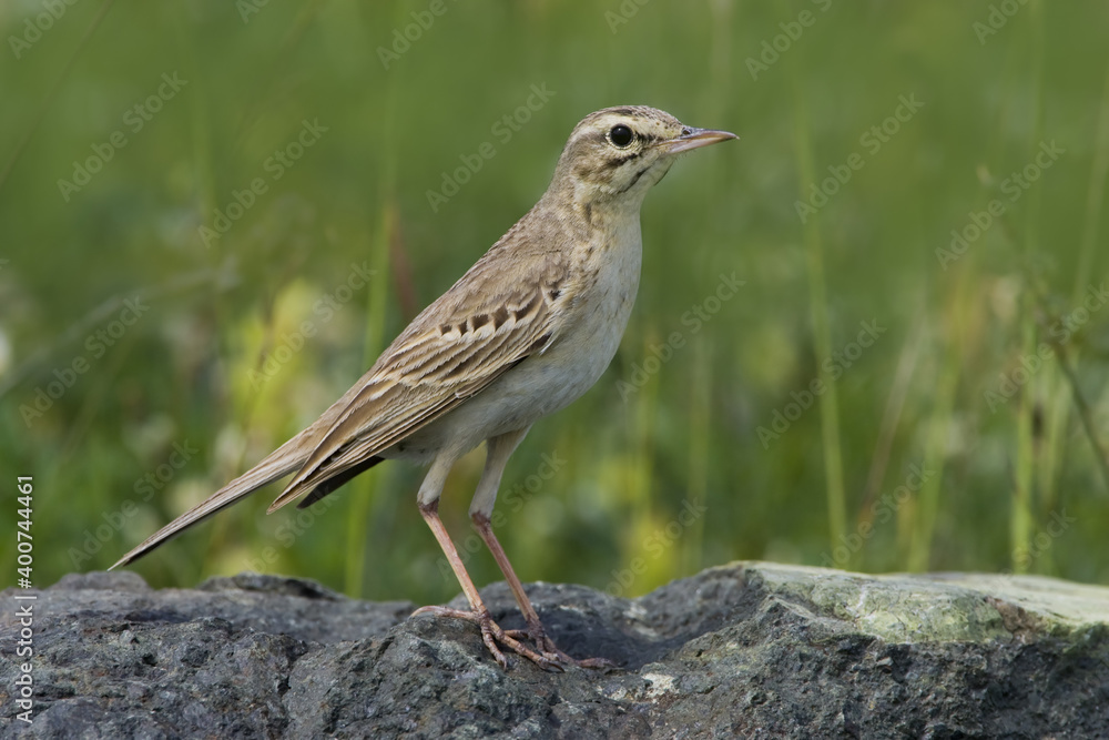 Tawny Pipit, Duinpieper, Anthus campestris Tawny Pipit, Duinpieper, Anthus campestris