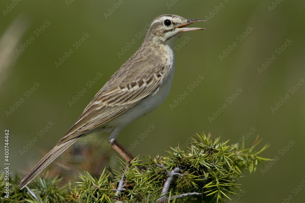 Tawny Pipit, Duinpieper, Anthus campestris Tawny Pipit, Duinpieper, Anthus campestris