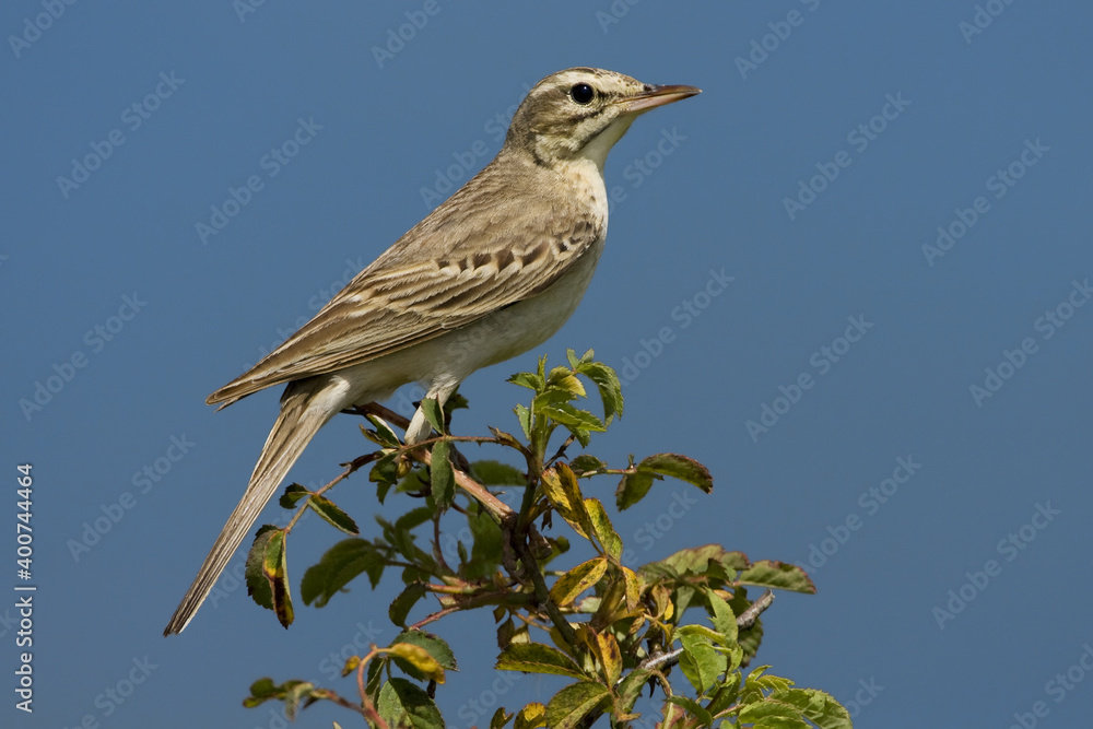 Fototapeta premium Tawny Pipit, Duinpieper, Anthus campestris