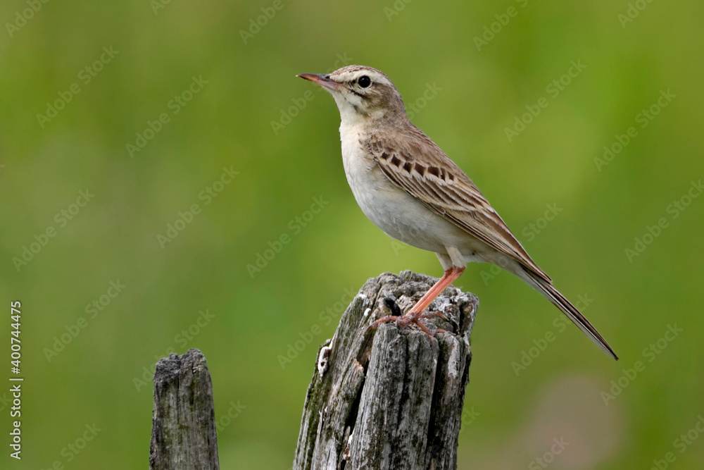 Fototapeta premium Duinpieper; Tawny Pipit; Anthus campestris