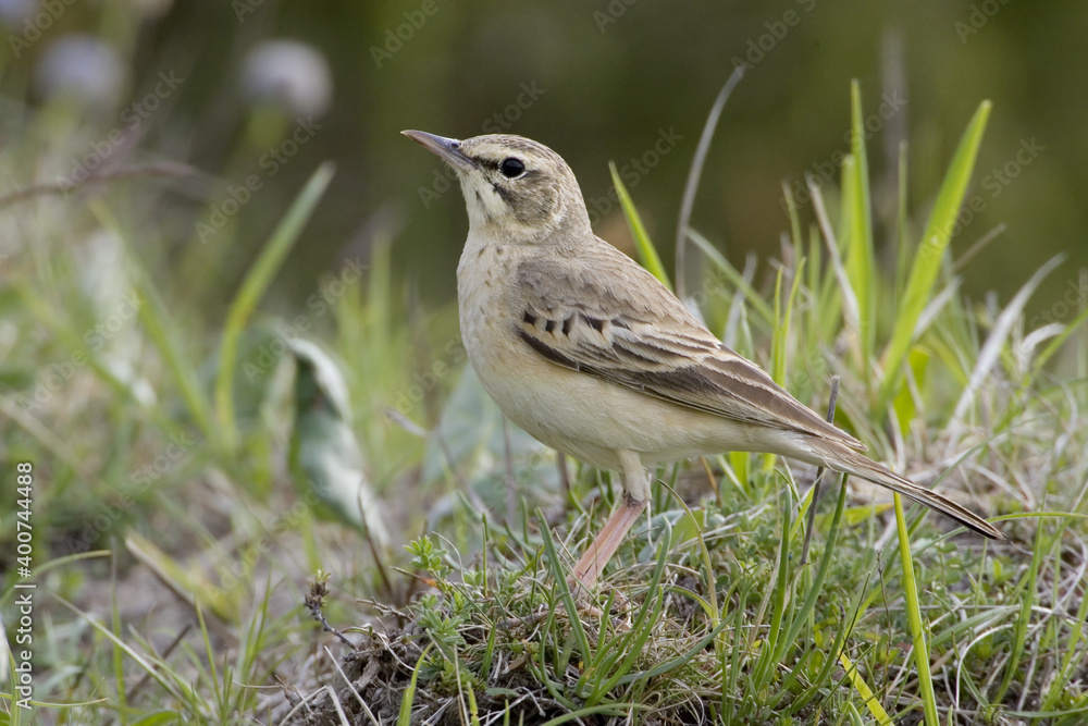 Tawny Pipit, Duinpieper, Anthus campestris Tawny Pipit, Duinpieper, Anthus campestris