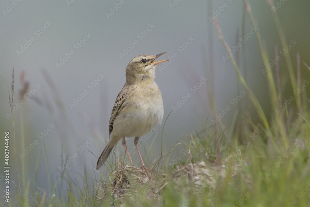 Tawny Pipit, Duinpieper, Anthus campestris Tawny Pipit, Duinpieper, Anthus campestris