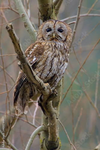 Obraz na płótnie Tawny Owl, Bosuil, Strix aluco w salonie