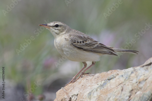 Tawny Pipit, Duinpieper, Anthus campestris