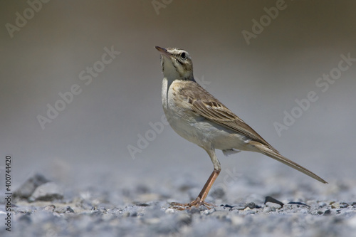 Tawny Pipit, Duinpieper, Anthus campestris