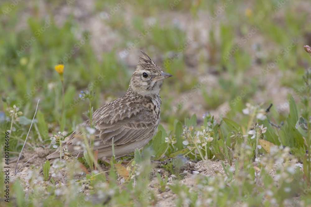 Thekla Lark, Theklaleeuwerik, Galerida theklae Thekla Lark, Theklaleeuwerik, Galerida theklae