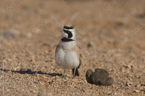 Temmincks Strandleeuwerik, Temminck's Lark, Eremophila bilopha photo