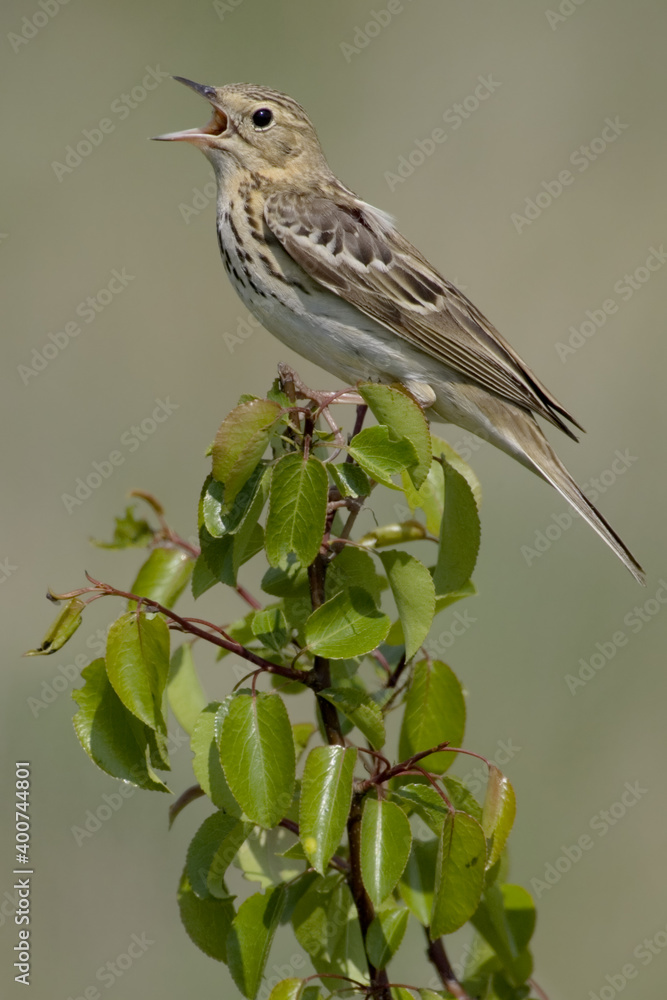 Fototapeta premium Tree Pipit, Boompieper, Anthus trivialis