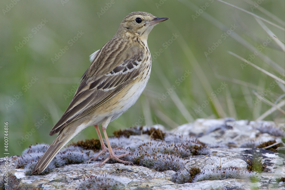 Fototapeta premium Tree Pipit, Boompieper, Anthus trivialis