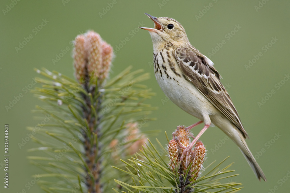 Fototapeta premium Tree Pipit, Boompieper, Anthus trivialis