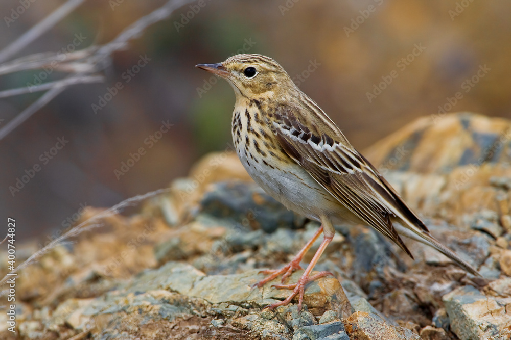 Fototapeta premium Boompieper, Tree Pipit, Anthus trivialis