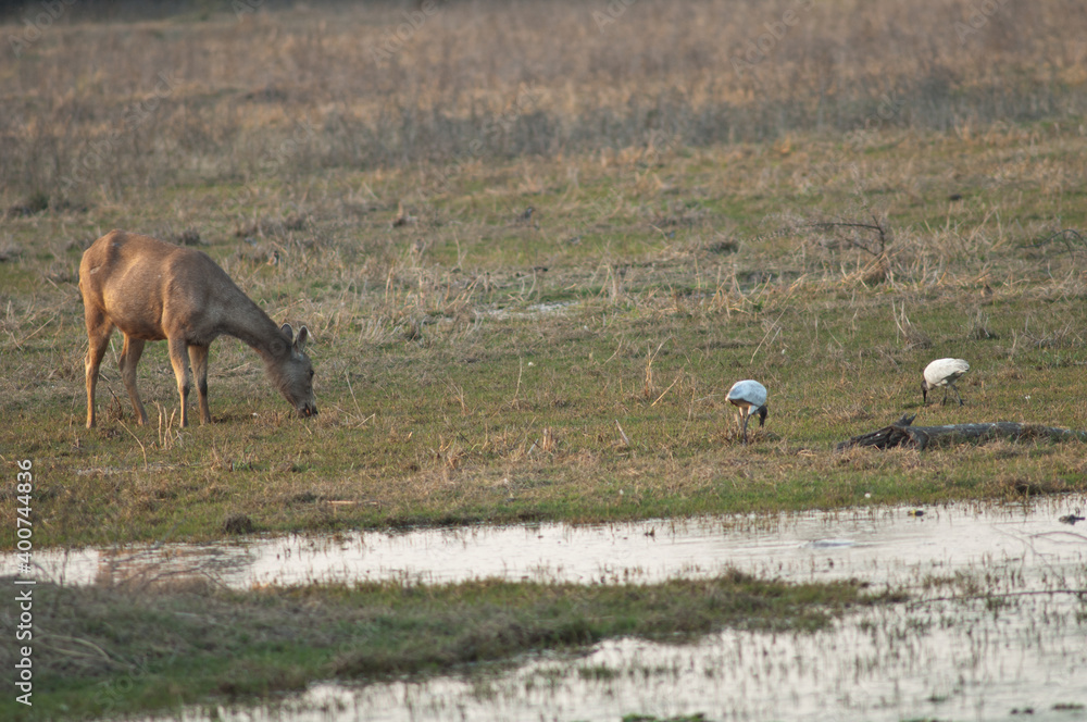 Naklejka premium Female sambar Rusa unicolor grazing. Keoladeo Ghana National Park. Bharatpur. Rajasthan. India.