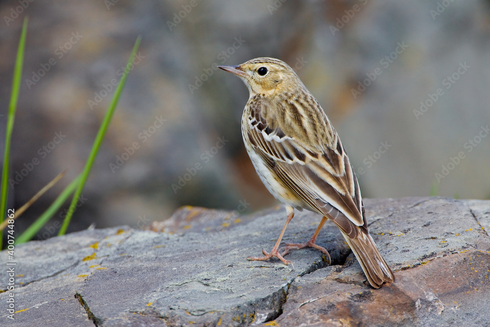 Fototapeta premium Boompieper, Tree Pipit, Anthus trivialis