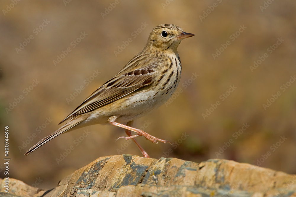 Fototapeta premium Boompieper, Tree Pipit, Anthus trivialis