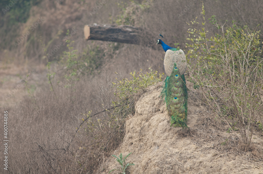 Obraz premium Male Indian peafowl Pavo cristatus. Keoladeo Ghana National Park. Bharatpur. Rajasthan. India.