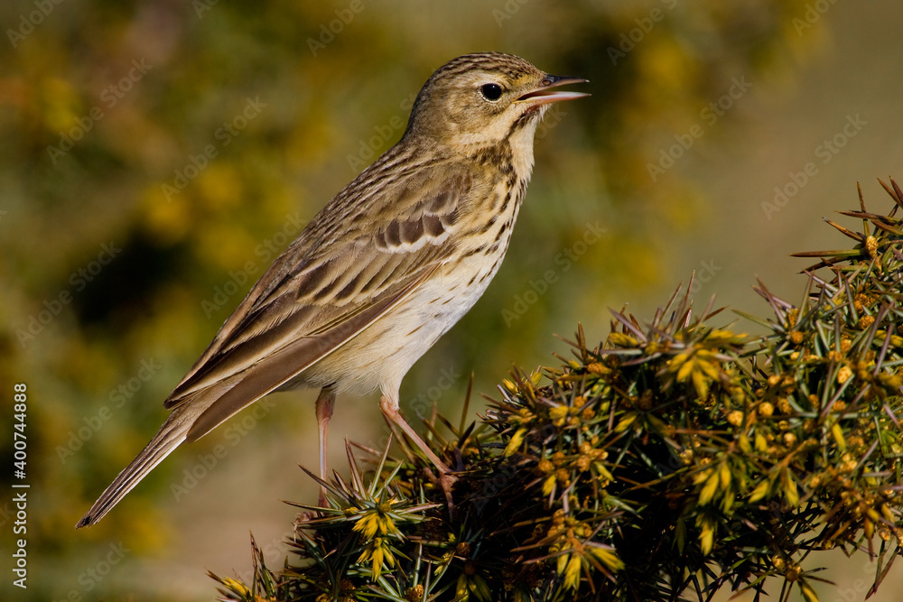 Fototapeta premium Boompieper, Tree Pipit, Anthus trivialis