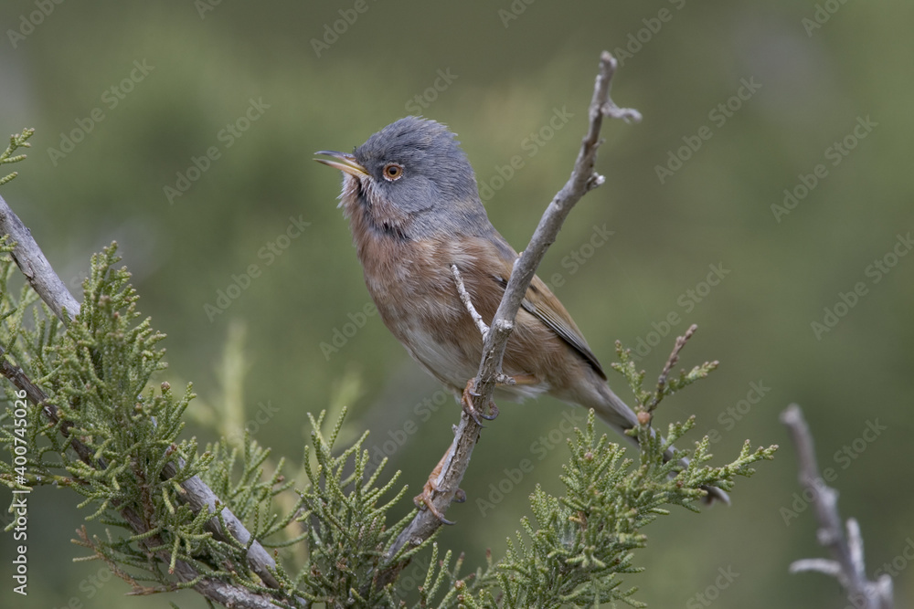 Obraz premium Atlasgrasmus, Tristram's Warbler, Sylvia deserticola