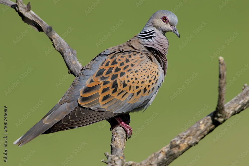 Turtle Dove; Zomertortel; Streptopelia turtur StockFoto Adobe Stock