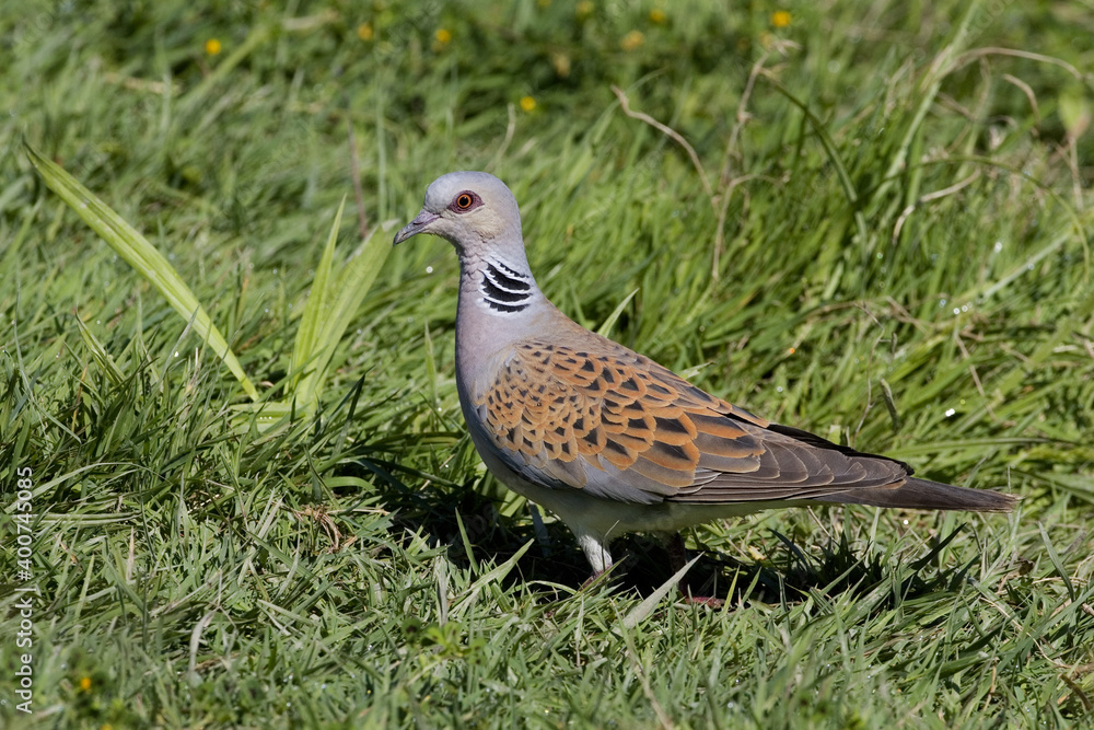 Turtle Dove; Zomertortel; Streptopelia turtur Turtle Dove; Zomertortel; Streptopelia turtur
