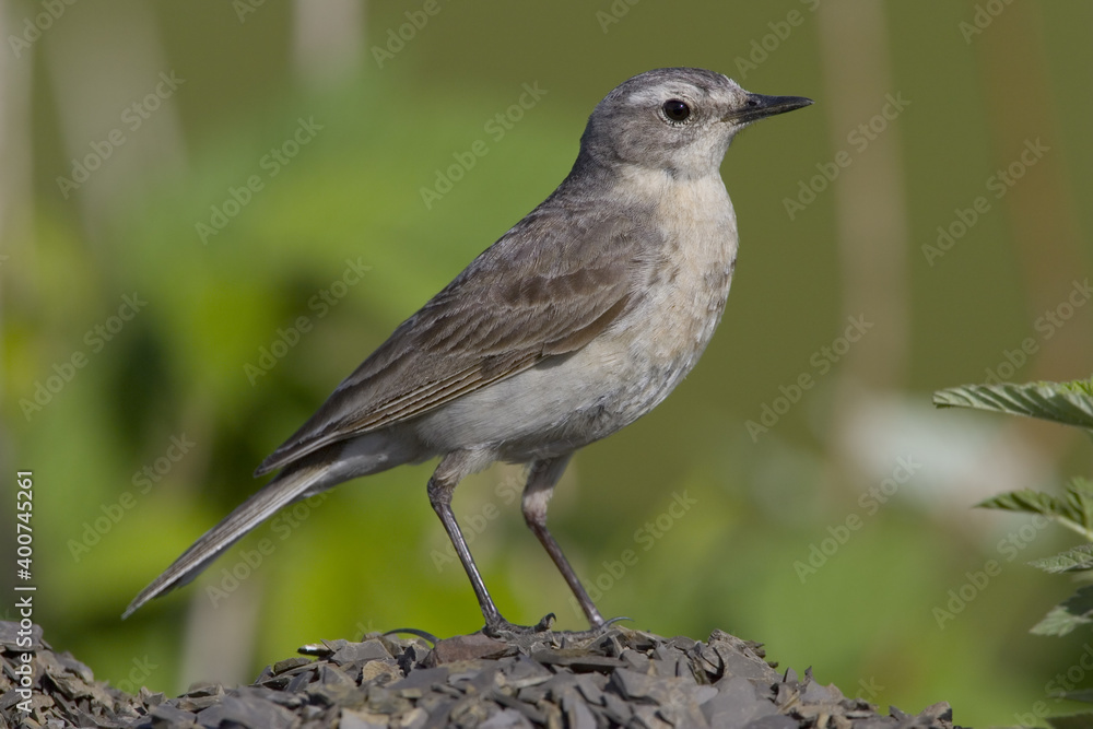 Water Pipit; Waterpieper; Anthus spinoletta