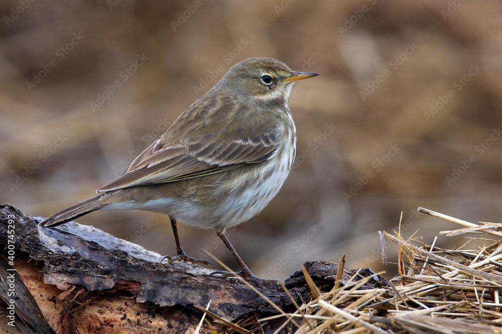 Waterpieper, Water Pipit, Anthus spinoletta Waterpieper, Water Pipit, Anthus spinoletta