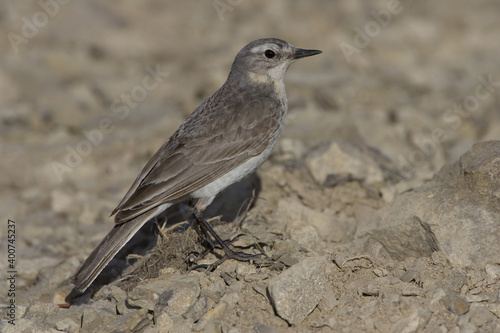 Water Pipit; Waterpieper; Anthus spinoletta