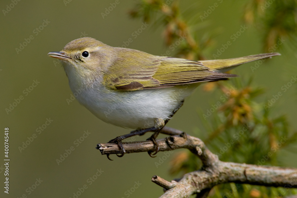 Fototapeta premium Bergfluiter, Western Bonelli's Warbler, Phylloscopus bonelli