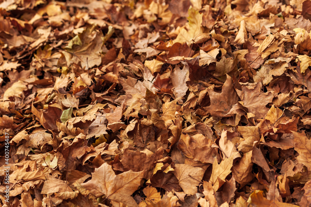 Autumn leaves in beautiful fall, heap of dry leaves in autumn Autumn leaves in beautiful fall, heap of dry leaves in autumn