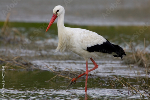 White Stork  Ooievaar  Ciconia ciconia