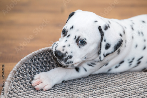 Little dalmatian puppy gnaws a corner of a gray carpet