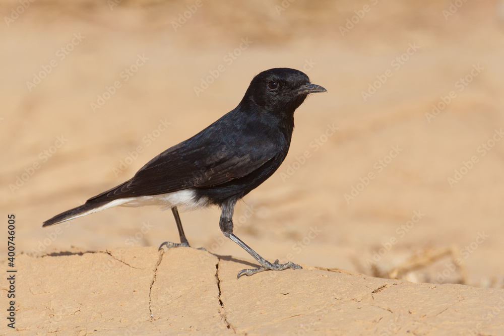 Witkruintapuit, White-crowned Wheatear, Oenanthe leucopyga Witkruintapuit, White-crowned Wheatear, Oenanthe leucopyga