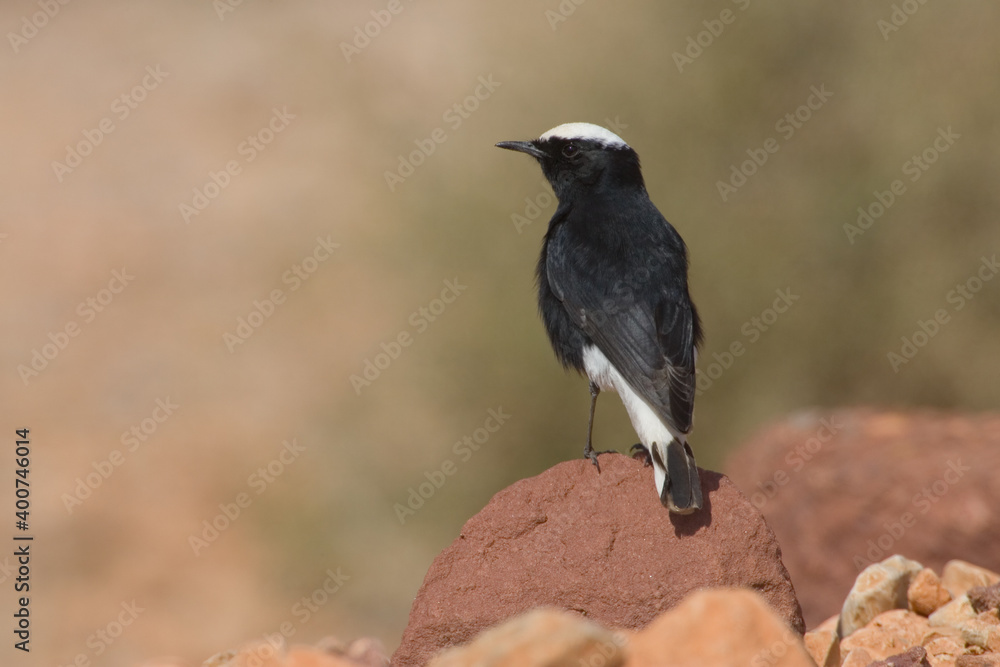 Fototapeta premium White-crowned Wheatear, Witkruintapuit, Oenanthe leucopyga