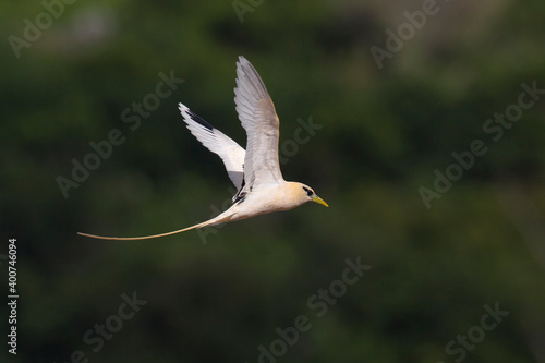 Witstaartkeerkringvogel, White-tailed Tropicbird, Phaethon lepturus photo