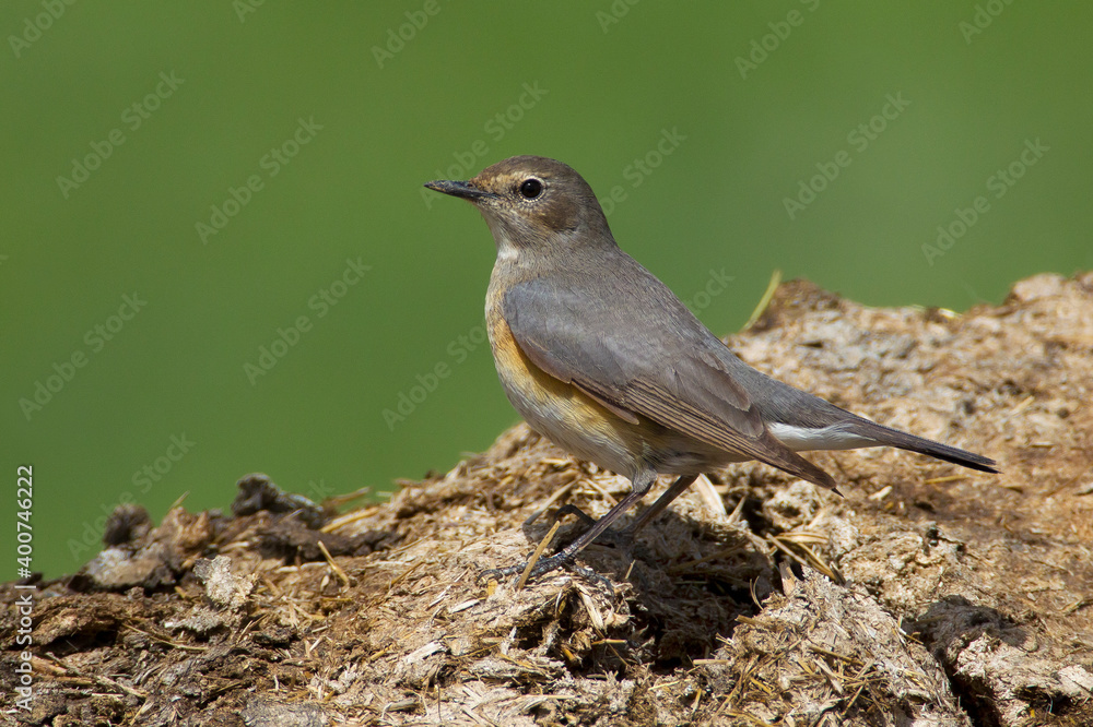 Perzische Roodborst, White-throated Robin, Irania gutturalis Perzische Roodborst, White-throated Robin, Irania gutturalis