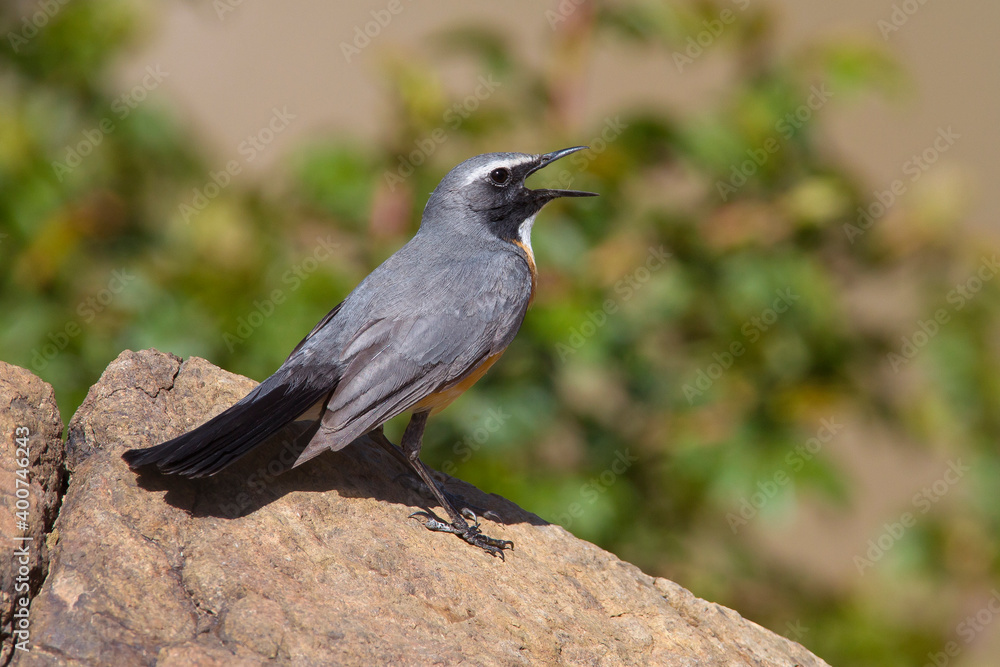 Obraz premium Perzische Roodborst, White-throated Robin, Irania gutturalis