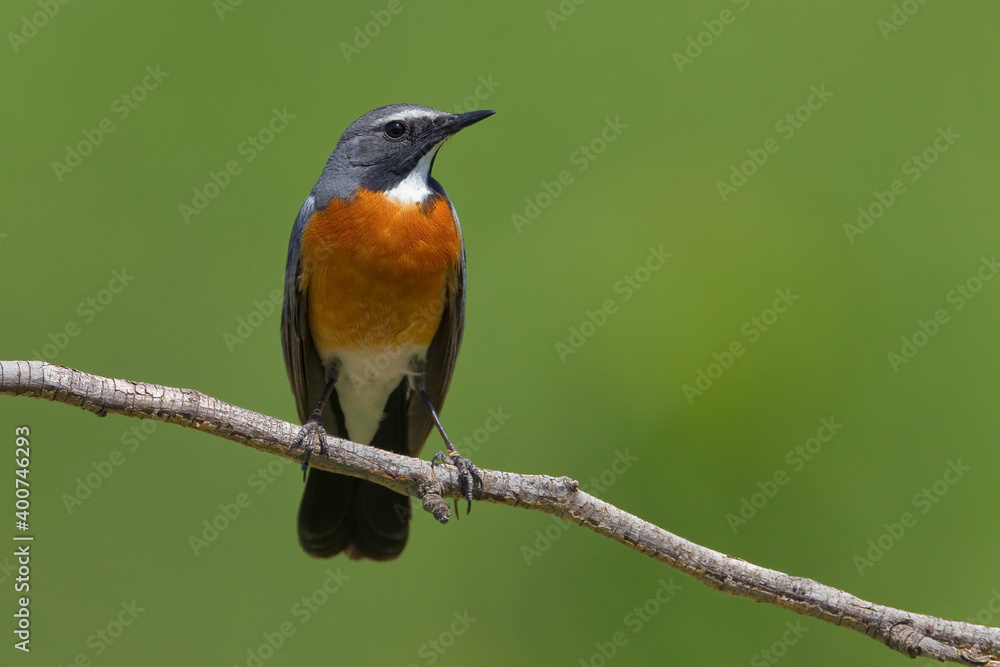 Perzische Roodborst, White-throated Robin, Irania gutturalis Perzische Roodborst, White-throated Robin, Irania gutturalis