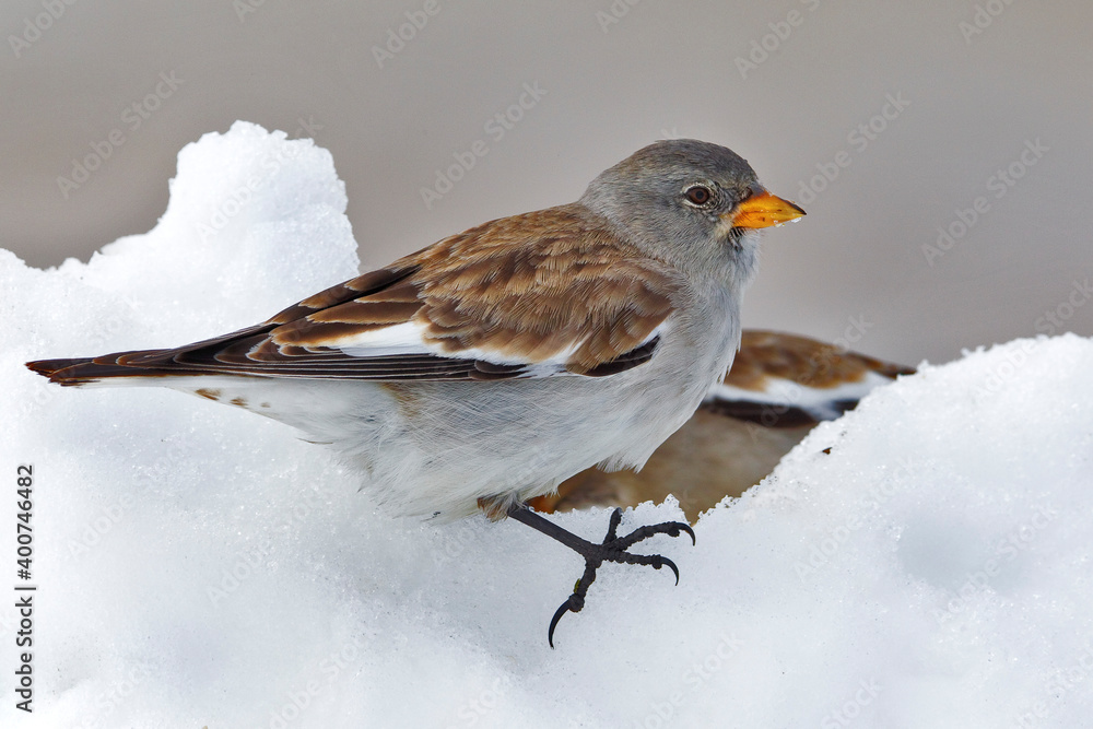 White-winged Snowfinch, Sneeuwvink, Montifringilla nivalis White-winged Snowfinch, Sneeuwvink, Montifringilla nivalis