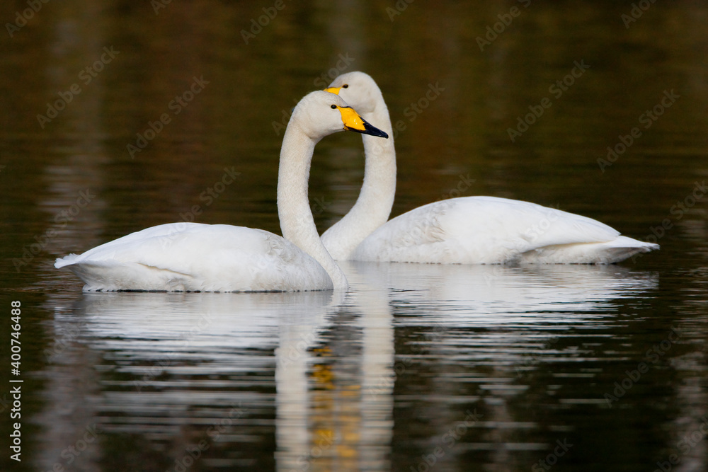 Fototapeta premium Wilde Zwaan, Whooper Swan, Cygnus cygnus