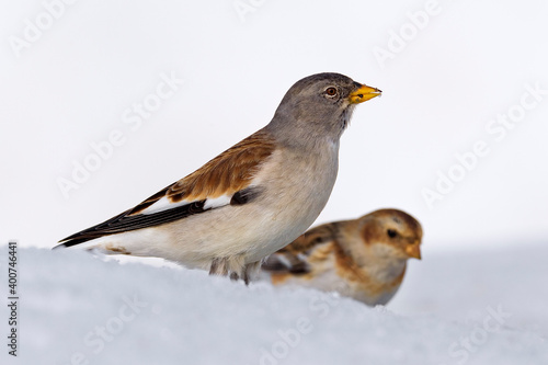 White-winged Snowfinch, Sneeuwvink, Montifringilla nivalis, Sneeuwgors, Snow Bunting, Plectrophenax nivalis © AGAMI