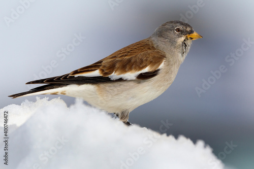 White-winged Snowfinch, Sneeuwvink, Montifringilla nivalis © AGAMI
