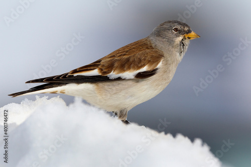 White-winged Snowfinch, Sneeuwvink, Montifringilla nivalis