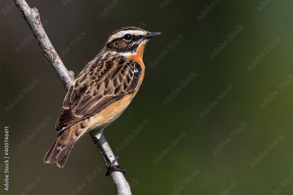Fototapeta premium Paapje, Whinchat, Saxicola rubetra
