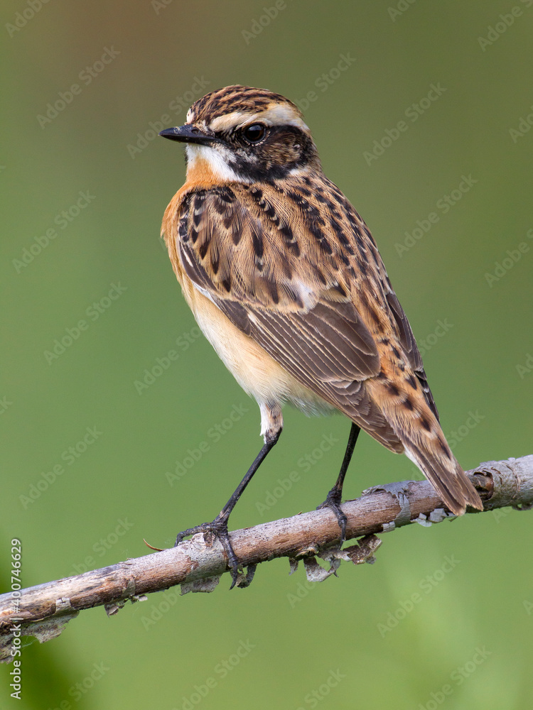 Paapje, Whinchat, Saxicola rubetra Paapje, Whinchat, Saxicola rubetra