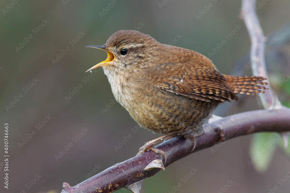 Winterkoning, Winter Wren, Troglodytes troglodytes Winterkoning, Winter Wren, Troglodytes troglodytes