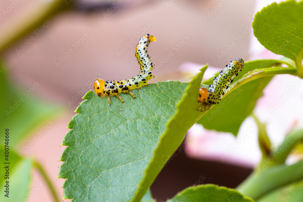 Caterpillars feeding on a green leaf. These caterpillars have an orange head and a green body. Caterpillars feeding on a green leaf. These caterpillars have an orange head and a green body.