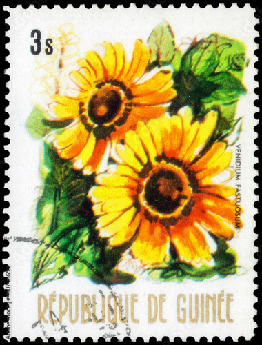 Postage stamp issued in the Guinea with the image of the Venidium fastuosum. From the series on Native flowers, circa 1974