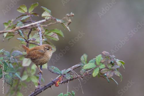 Winterkoning, Winter Wren, Troglodytes troglodytes photo